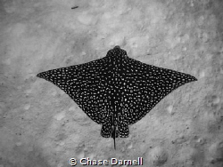 "Flying"
A Spotted Eagle Ray over a sandy bottom. 
 by Chase Darnell 
